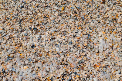 Verschiedene Muscheln am Strand.