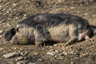 Wildschwein im Schlamm