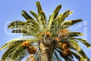Palm tree on the Mediterranean