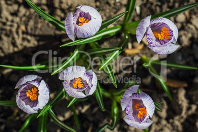 The spring crocuses