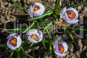 The spring crocuses