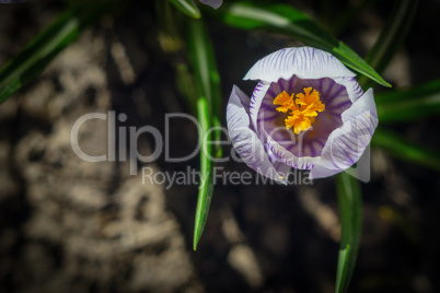 The spring crocuses