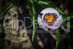 The spring crocuses