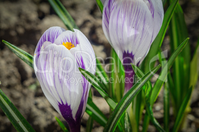 The spring crocuses