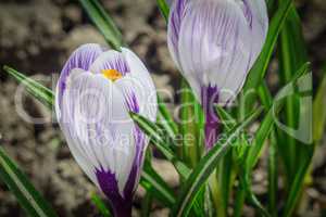 The spring crocuses