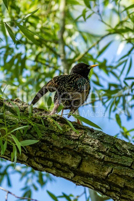 European starling on the branch