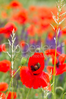 Poppy flowers