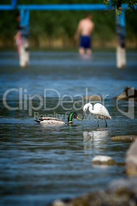 Two waterbird (little egret and wild duck)