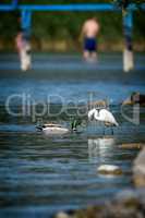 Two waterbird (little egret and wild duck)