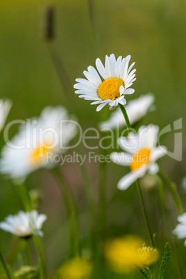 Beautiful white daisy growing in a summer garden