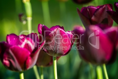 Beautiful purple tulip in spring
