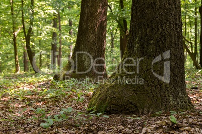 Green forest with oak trees