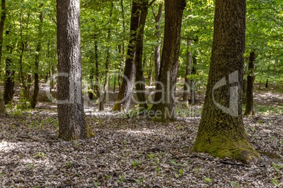 Green forest with oak trees