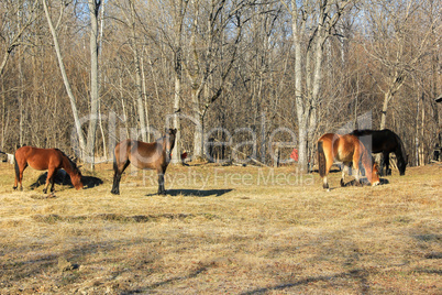 horses grazing in spring