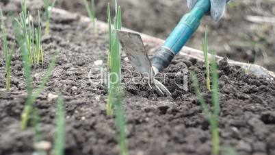 Weeding and loosening of the soil with a small hoe