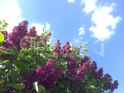 Frühlingsblumen Flieder mit Himmel