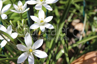 Frühlingsblumen in der Küche