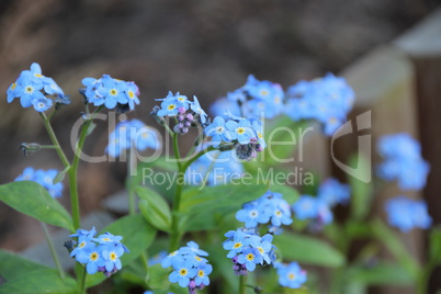 Frühlingsblumen Männertreue in der Küche, Garten