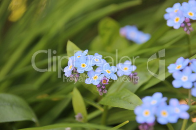 Frühlingsblumen Männertreue in der Küche, Garten