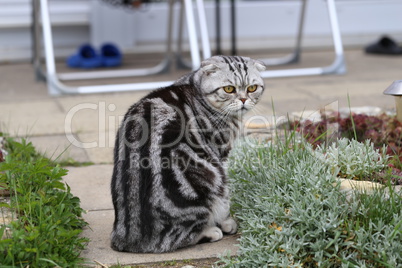 British Shorthair kitten