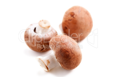 Mushrooms: Three Champignons