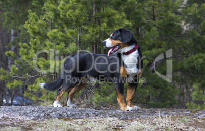 Dog in the spring forest
