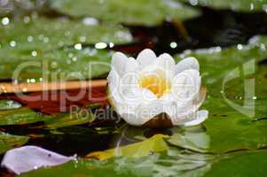 Flower and water lily leaves in a fountain