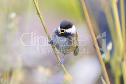 Chestnut-backed Chikadee (Poecile rufescens) whistling.