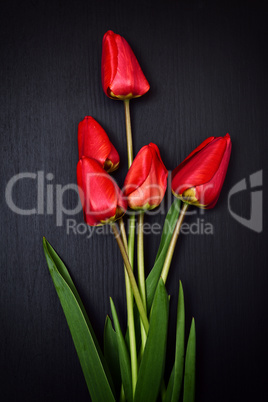 Five red tulips on a black surface