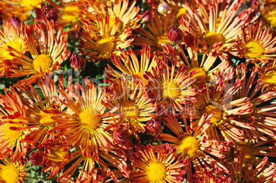 background of blooming chrysanthemums in the flowerbed