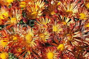 background of blooming chrysanthemums in the flowerbed