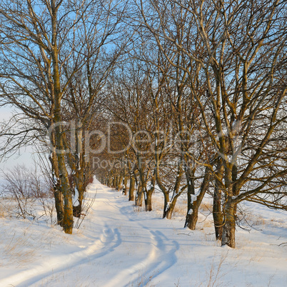 snow-covered field and trees in the snow on a background of blue