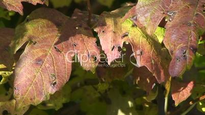 Herbstblätter schaukeln im Wind