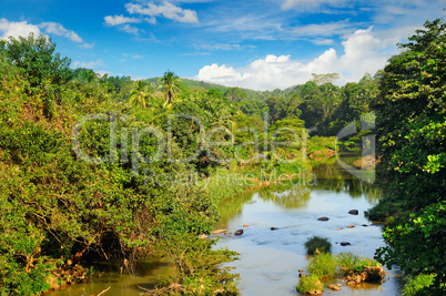Tropical forest on the banks of the river and the blue sky