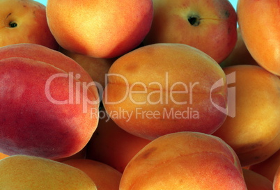 many orange peach at day