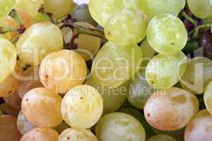 green grapes at day