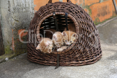 Cat / Little kittens