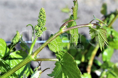 Weinblüte