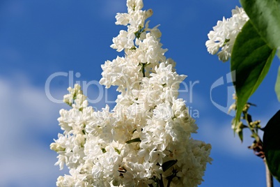 weisser Flieder vor blauem Himmel