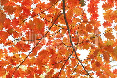 oaken yellow leaves