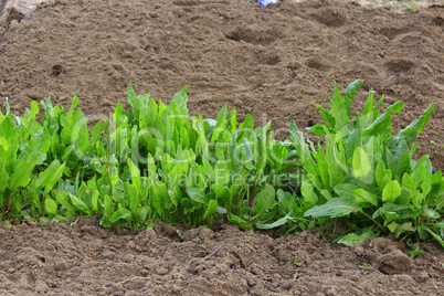 sorrel grows on the kitchen garden