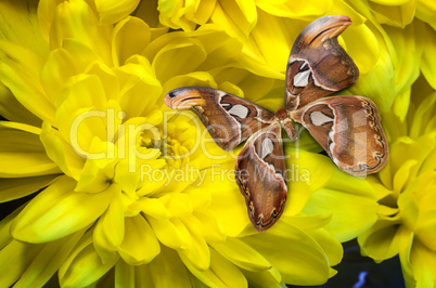 Beautiful butterfly sitting on a yellow flower .