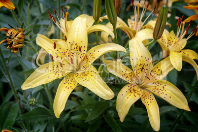 Big beautiful yellow Lily flowers.