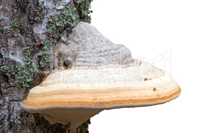 Tinder fungus grows on birch.