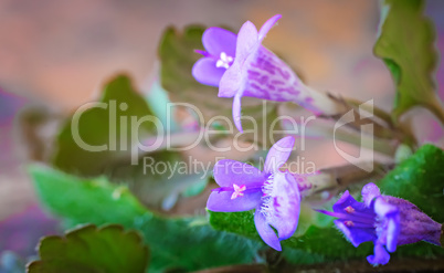 Small wild flowers.