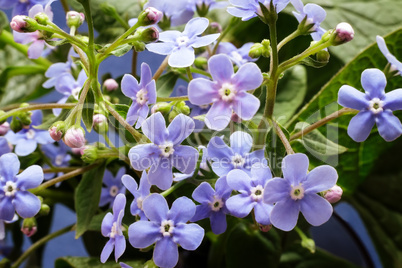 Pale blue flowers violets.