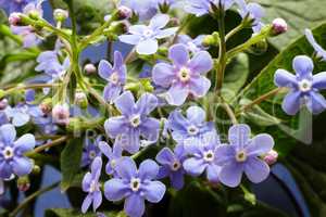 Pale blue flowers violets.