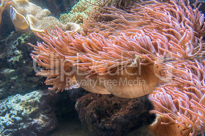 Tentakeln einer rosa Seeanemone
