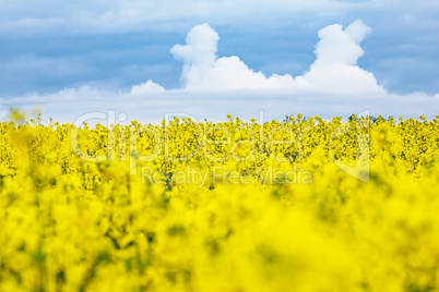 Blühendes Rapsfeld in Mecklenburg-Vorpommern