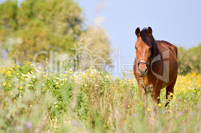 Brown horse in a meadow filled with